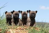 CAIRN TERRIER 307